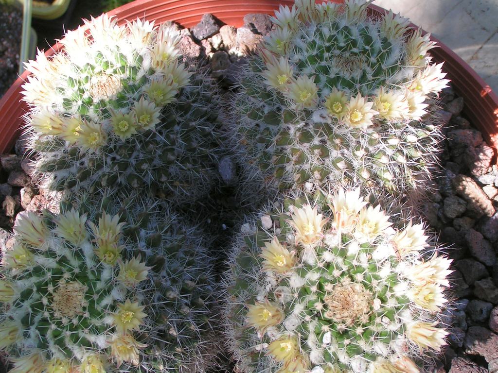 Mammillaria nejapensis